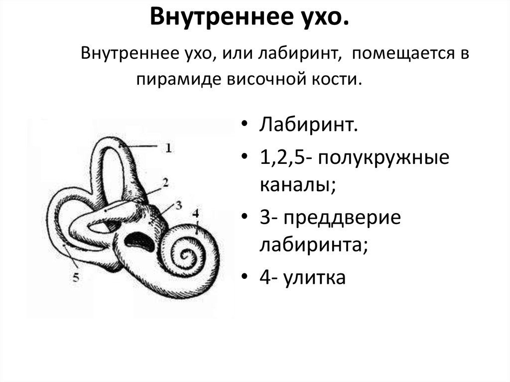 Улитка часть уха