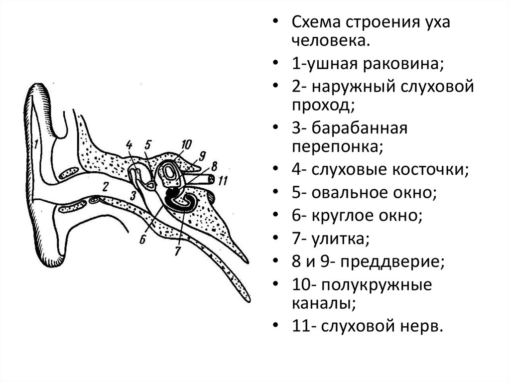 Ушная раковина систем. Структура уха человека схема. Строение уха человека анатомия схема. Схема наружного уха человека. Схема внутреннего уха человека.