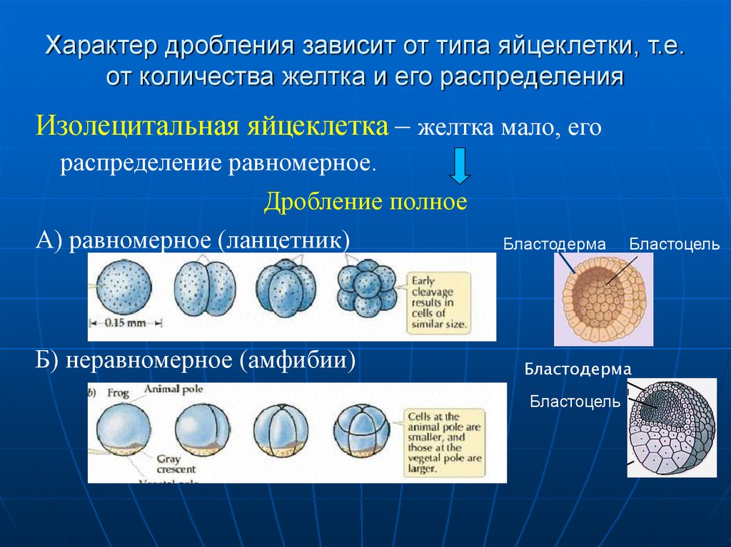 Каких классов позвоночных животных имеют крупные яйцеклетки. Типы яйцеклеток дробления и бластул. Тип дробления центролецитальных яйцеклеток. Типы дробления в зависимости от типа яйцеклетки. Полное равномерное дробление характерно для яйцеклеток.