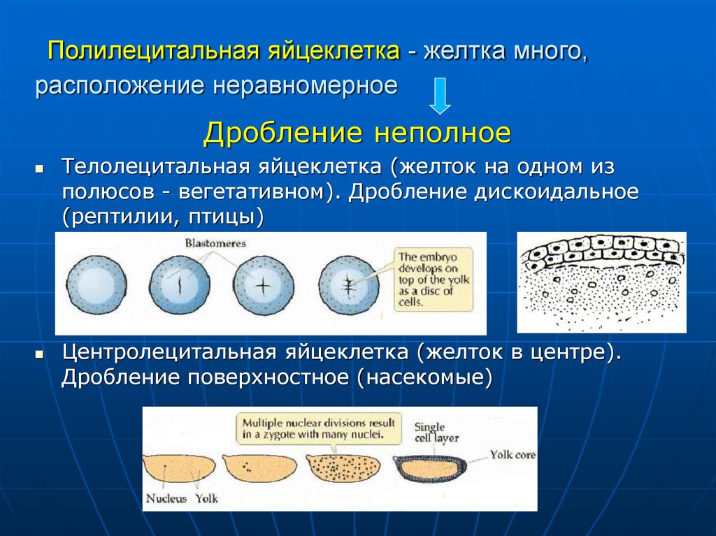 Неравномерное дробление