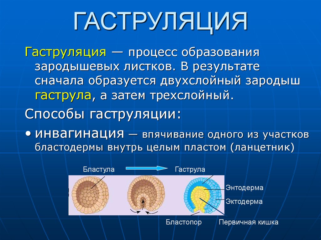 Схема онтогенеза от оплодотворения до окончания гаструляции