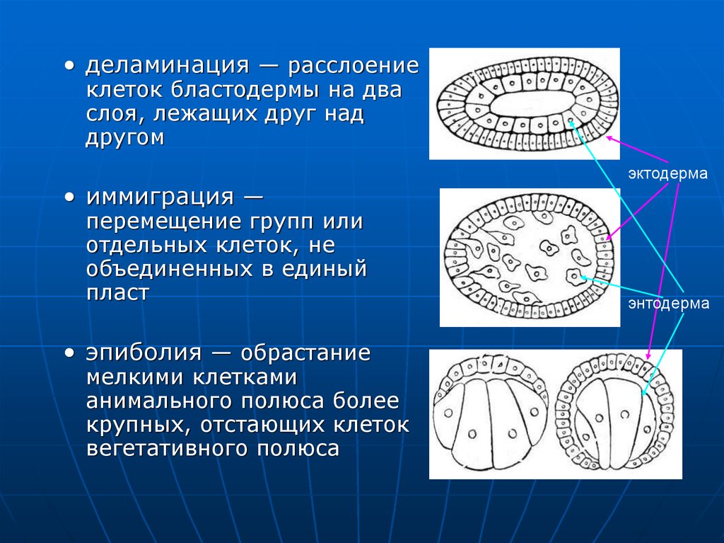 Гаструляция иммиграция рисунок