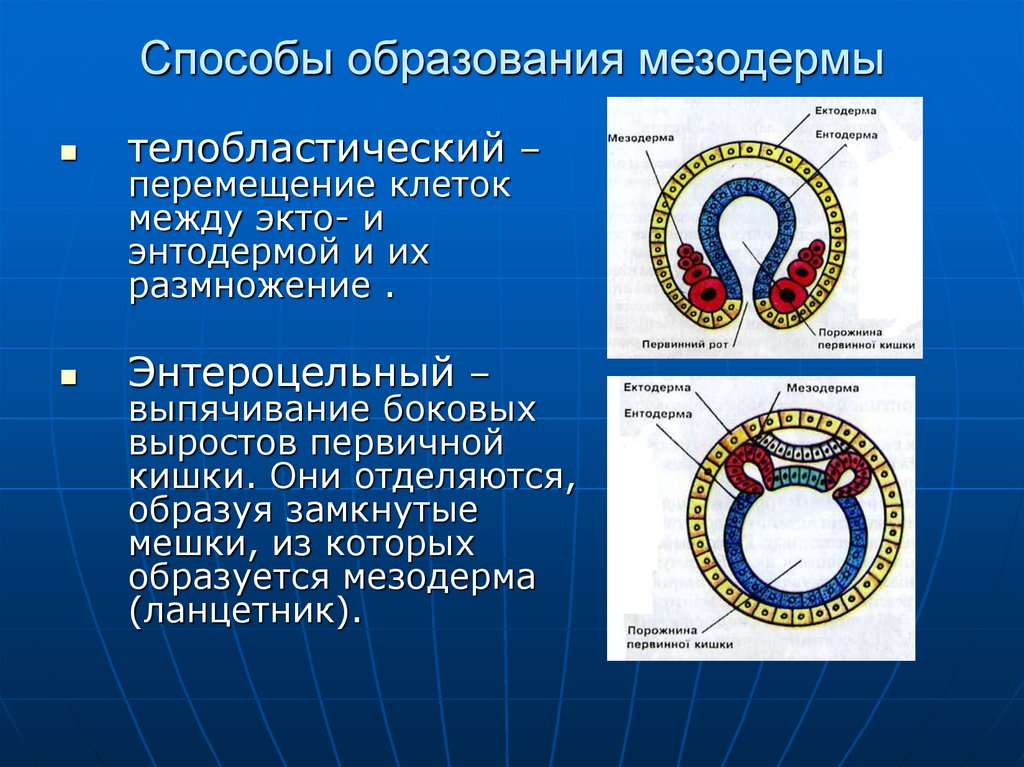 Рассмотрите рисунок и определите стадию эмбриогенеза ланцетника и зародышевый листок