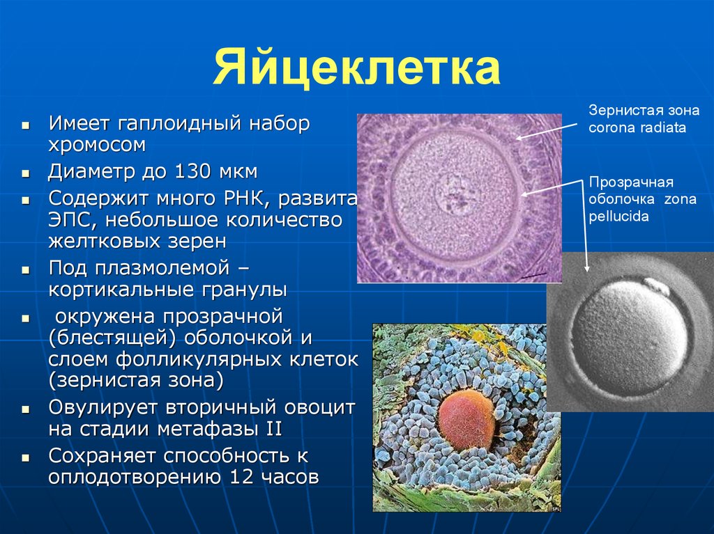 Зигота человека содержит хромосом. Яйцеклетка. Набор хромосом яйцеклетки. Яйцеклетка содержит. Набор хромомосом в яцеклетке.
