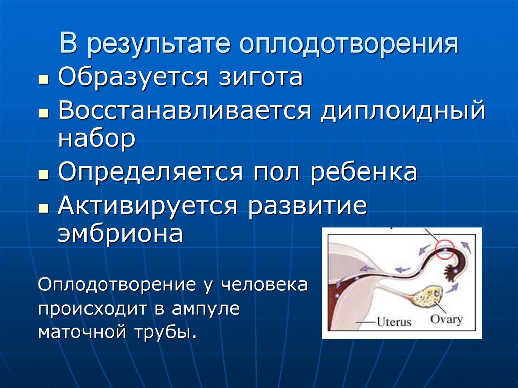 Оплодотворение стадии развития оплодотворения. В результате оплодотворения образуется. В рещультате оплодотворения обращуетс. В результате оплодотворения образуется зигота в которой. Каков результат оплодотворения.