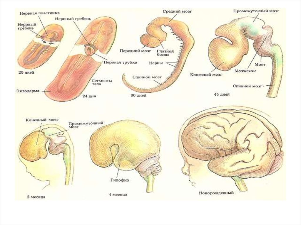 Эмбриогенез ЦНС. Формирование ЦНС В онтогенезе. Формирование мозга в эмбриогенезе. Этапы формирования нервной трубки. Направления эволюции головного мозга