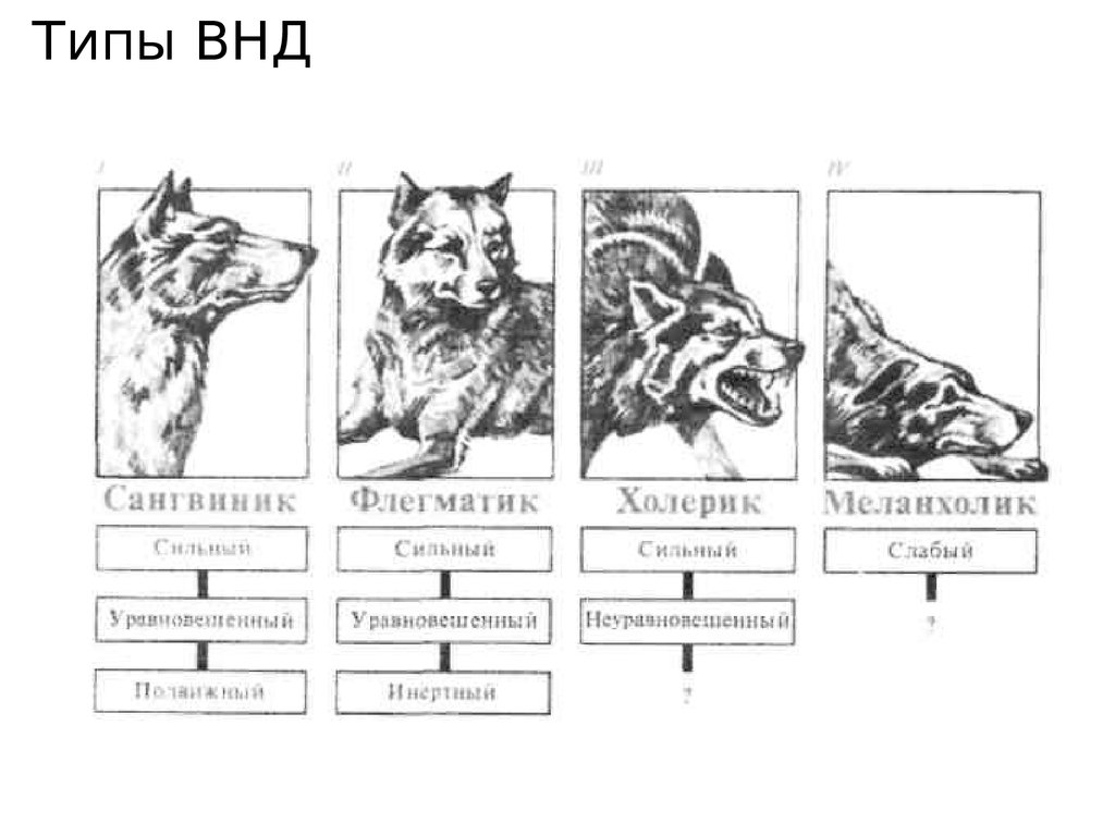 4 основных типа. Учение и п Павлова о типах высшей нервной деятельности. Типы нервной деятельности по Павлову. Типы ВНД по Павлову собаки. Высшая нервная деятельность п Павлову.