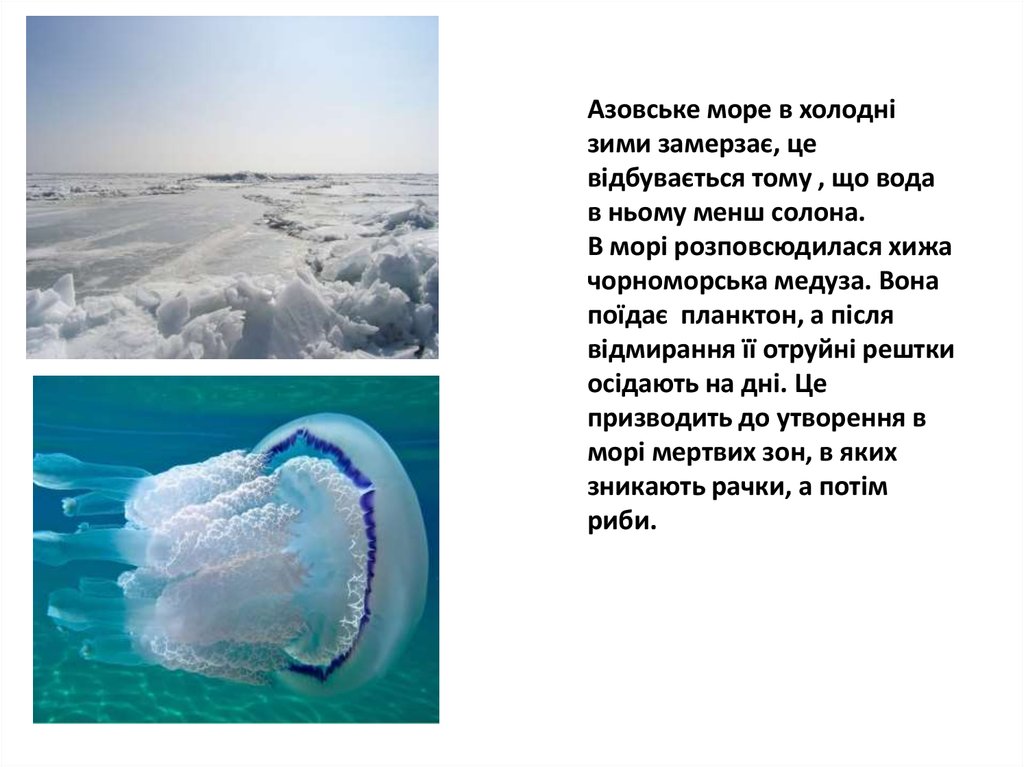 Азовське море в холодні зими замерзає, це відбувається тому , що вода в ньому менш солона. В морі розповсюдилася хижа чорноморська медуза. В