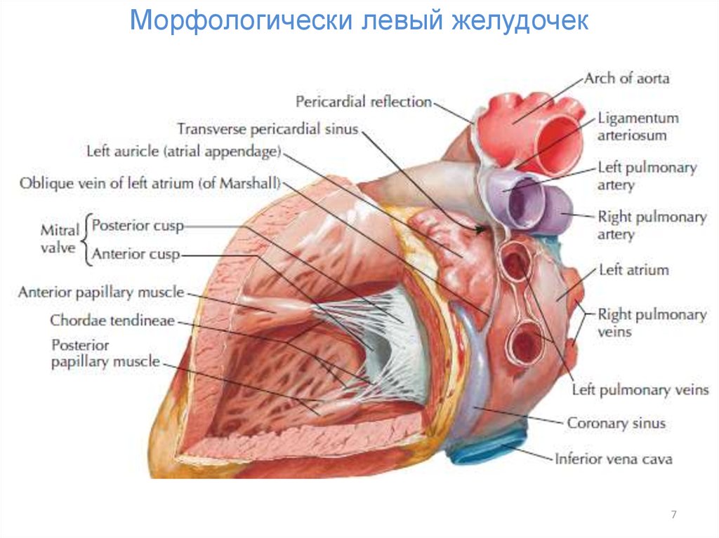 Камеры сердца картинка