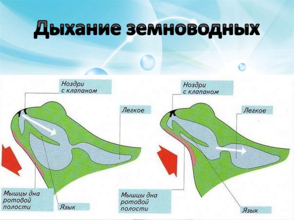 Схема дыхательной системы земноводных - 93 фото