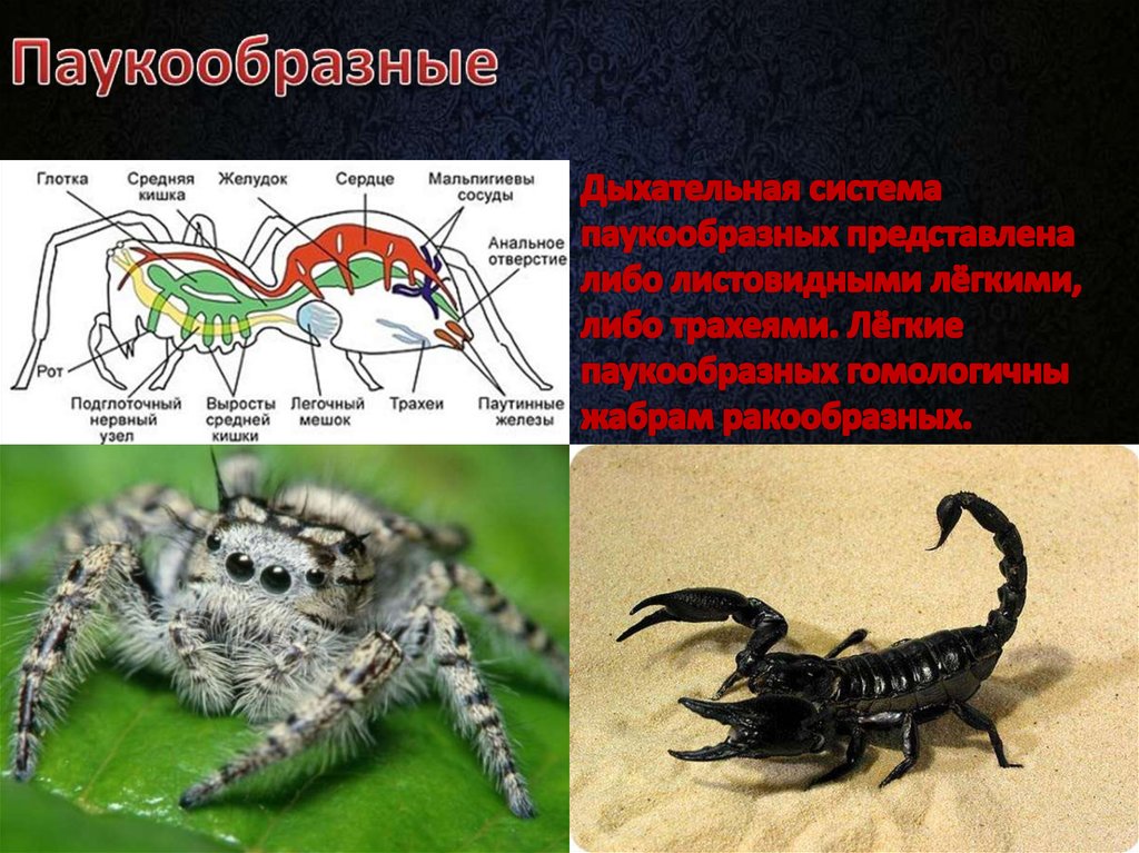 Дыхательная система паукообразных. Система дыхания паукообразных. Трахеи у паукообразных. Органы дыхания паукообразных.