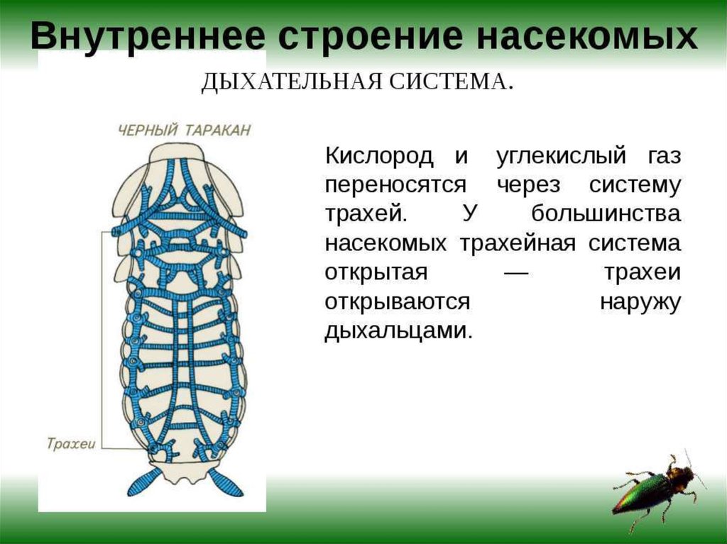 Дыхательная система насекомых рисунок