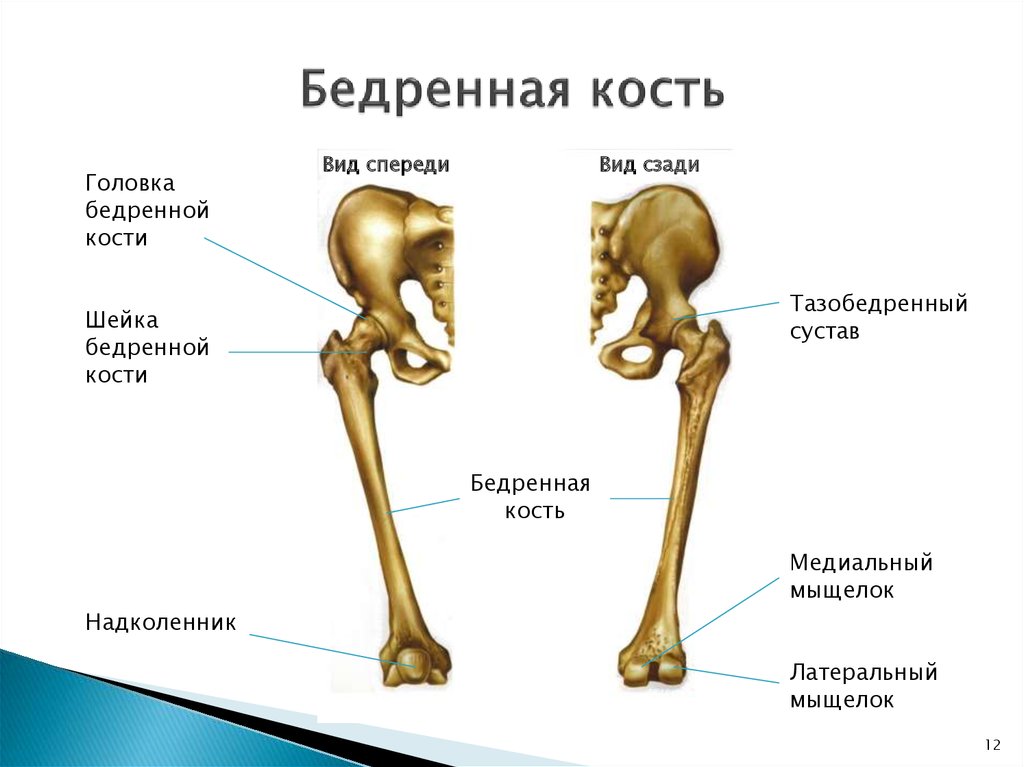 Сколько костей в бедре. Строение скелета бедренная кость. Бедренная кость анатомия строение. Бедренная кость проксимальный эпифиз. Скелет костей тазобедренный сустав.