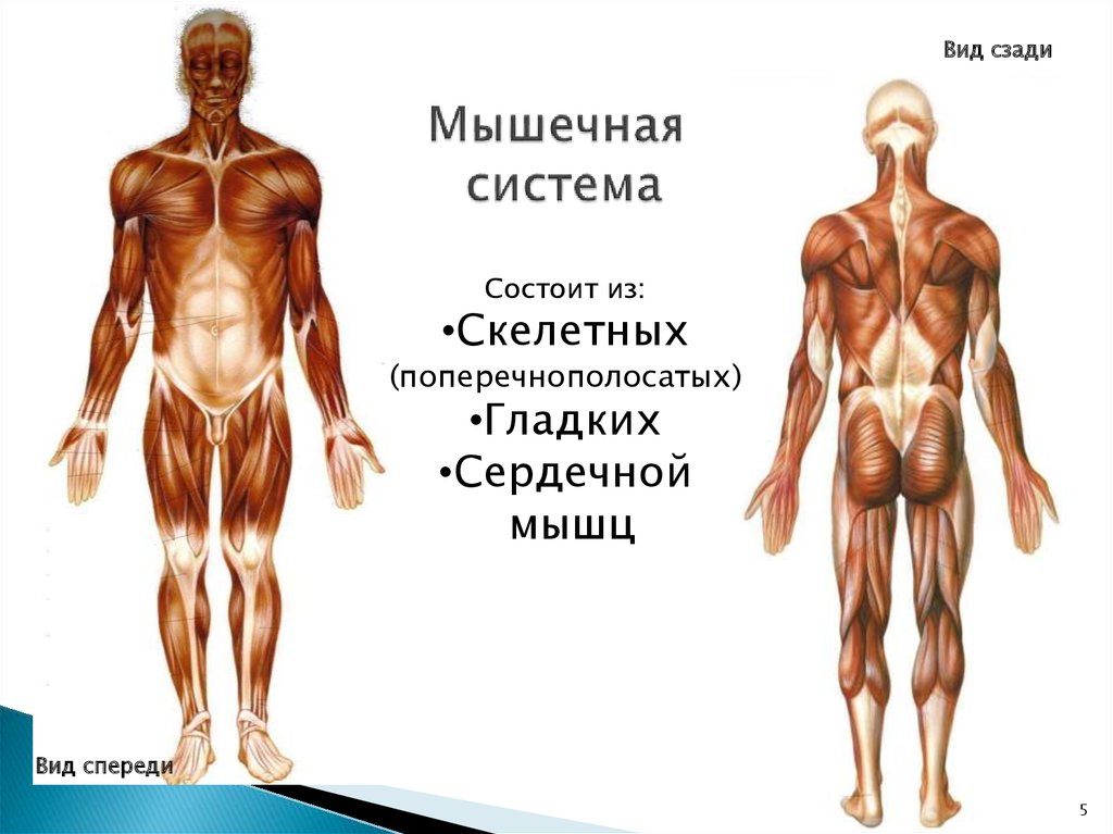 Эволюция мышечной системы