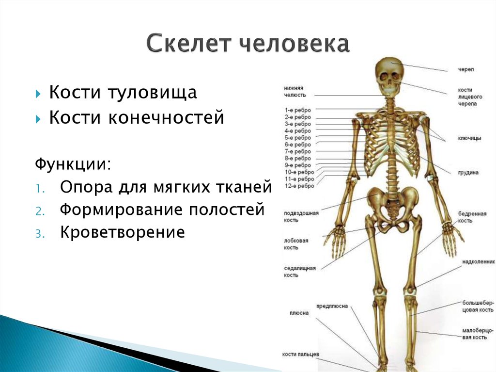 Какой отдел скелета есть. Название костей скелета туловища. Строение костей человека схема. Скелет туловища строение и функции. Кости туловища человека анатомия.