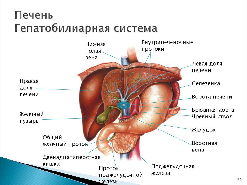 Печень является органом. Анатомия печень желчный пузырь протоки. Топографическая анатомия гепатобилиарной зоны. Схема гепатобилиарной системы. Заболевания гепатобилиарной зоны.