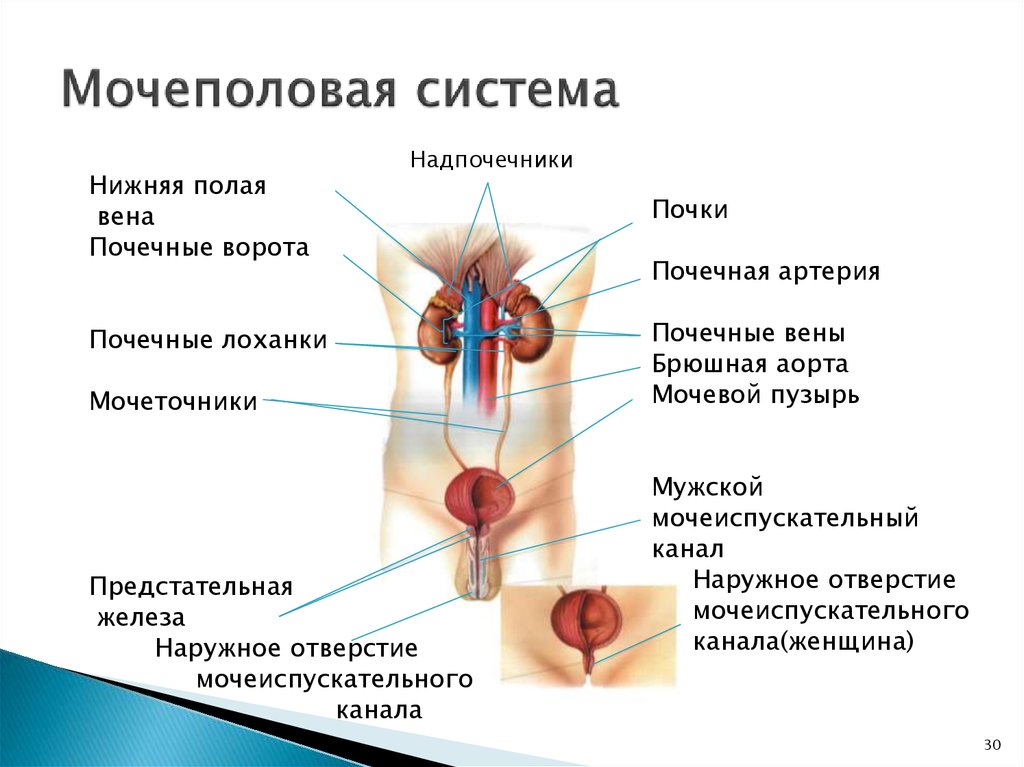 Мочеполовая система у мужчин схема