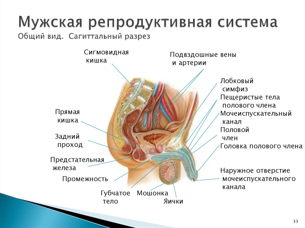 Система мужчин. Схема строения репродуктивной системы. Сигмовидная кишка Сагиттальный разрез. Функции мужской репродуктивной системы анатомия. Внутреннее строение мужской репродуктивной системы.