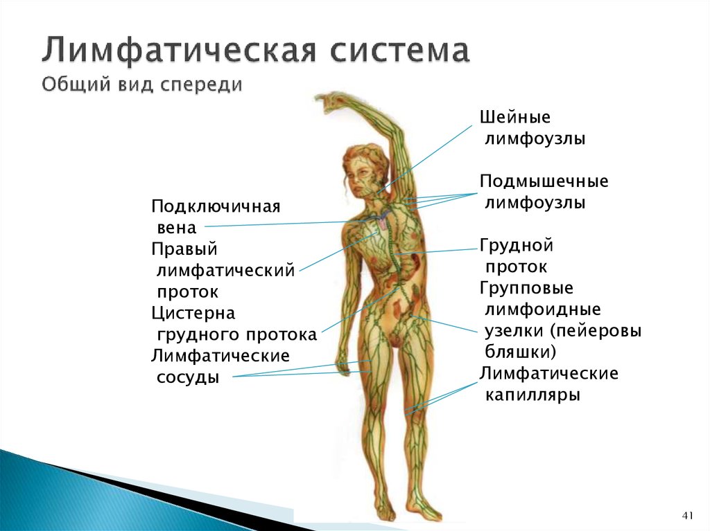 Лимфатическая система общий план строения анатомия