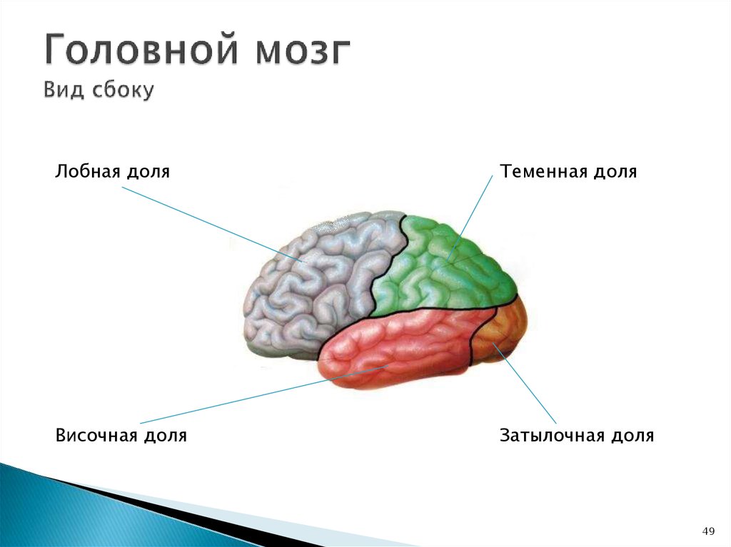 Виды мозга. Схема строения головного мозга сбоку. Мозг вид сбоку 8 класс. Головной мозг вид сбоку схема. Строение головного мозга вид сбоку рисунок.
