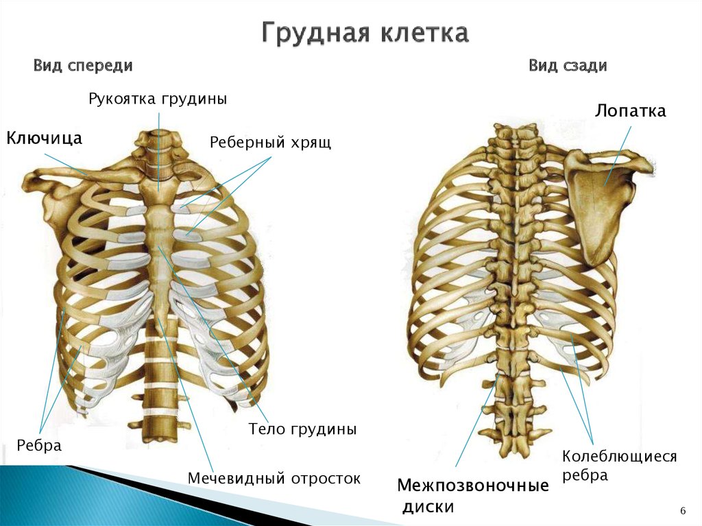 Скелет человека с хрящами