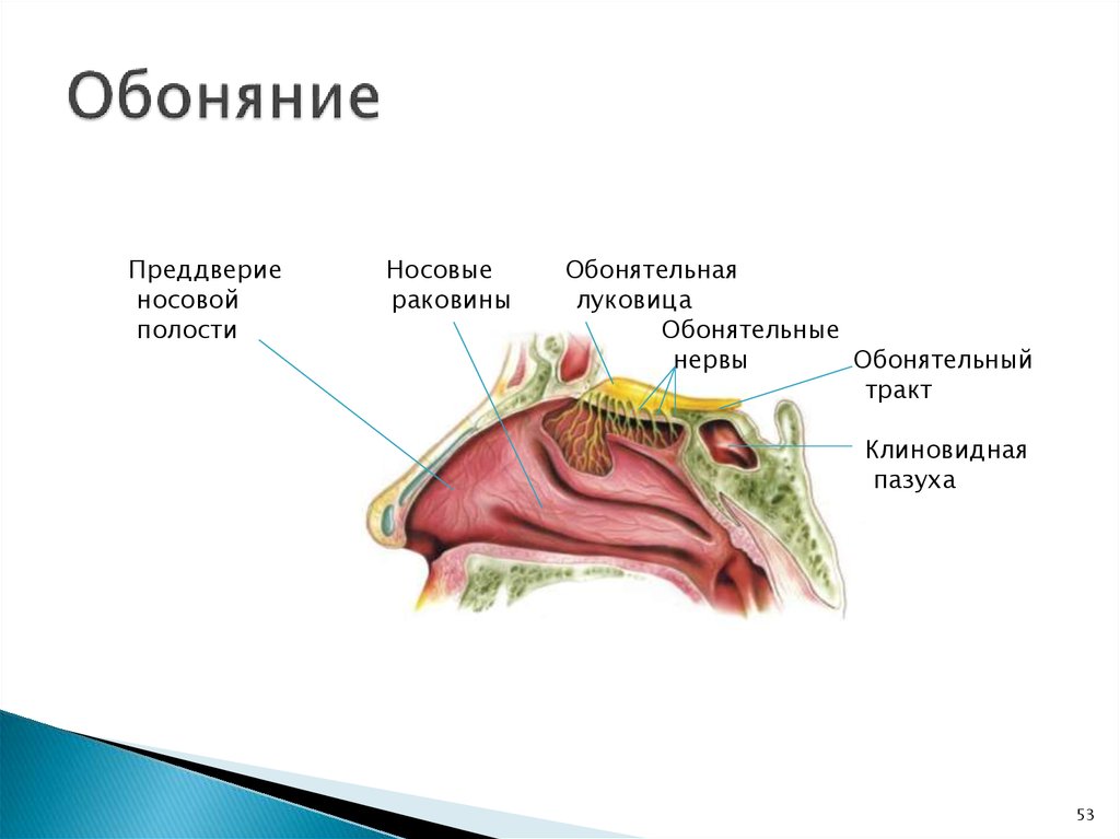 Обозначьте на схеме зоны носовой полости воспринимающие запахи