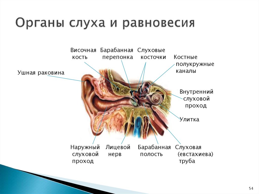 Орган слуха характеристики. Перечислите анатомические части органа слуха и равновесия.. Схема строения органа слуха и равновесия. Схема строения органа слуха. Орган слуха и равновесия анатомия ушная раковина.