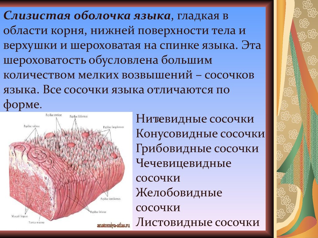 Установите соответствие слизистая оболочка. Строение слизистой оболочки языка. Строение поверхности языка. Слизистая оболочка на спинке языка.