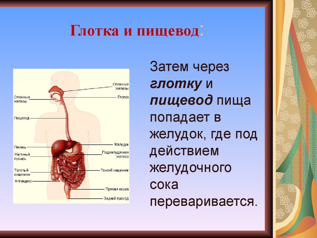 Пищевод это орган. Пищеварительная система человека глотка и пищевод. Строение пищеварительной системы человека. Глотка пищевод желудок.