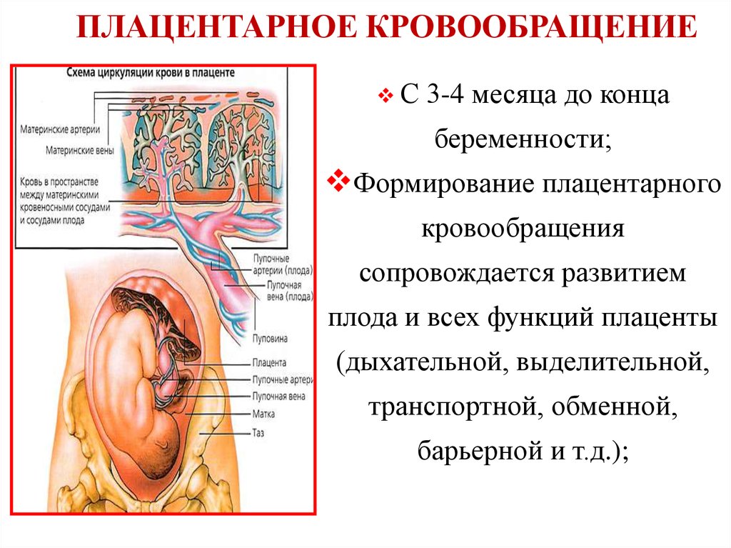Гемодинамика при беременности. Маточно-плацентарное кровообращение. Принцип маточно плацентарного кровообращения. Маточно-плацентарное кровообращение схема. Маточно-плацентарный кровоток схема.