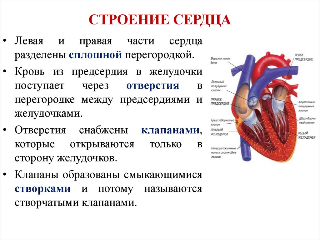 Сердце человека литература. Строение сердца человека анатомия кратко. Кратко охарактеризуйте строение сердца. Строение сердца кратко 8 класс. Функции сердца схема.
