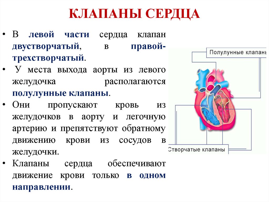 Какую функцию выполняет полулунный клапан. Клапаны сердца и их функции. Внутреннее строение сердца клапаны. Функции клапанов сердца. Клапаны сердца человека строение и функции таблица.