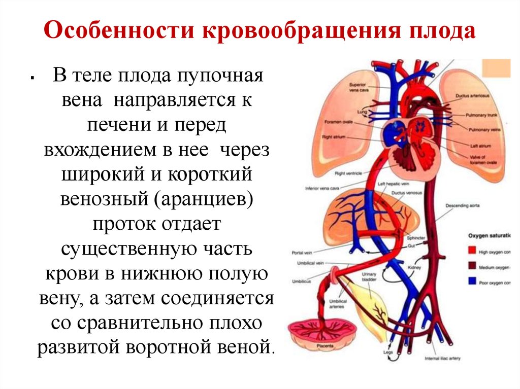 Плацентарный круг кровообращения. Кровообращение плода аранциев проток. Кровообращение плода пупочная Вена. Анатомия венозного протока у плода. Венозный проток Аранцев.