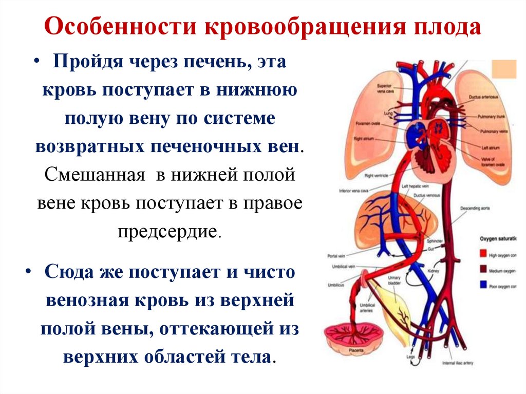 Сосудистая гемодинамика. Плацентарный круг кровообращения схема. Кровообращение новорожденного схема. Схема внутриутробного кровообращения. Кровообращение плода анатомия кратко.