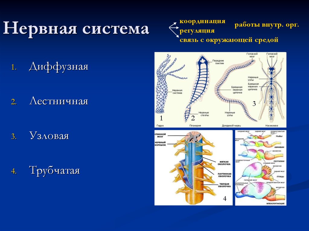 Представители трубчатой нервной системы