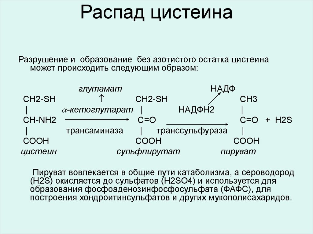 Гниение аминокислот. Реакция образования цистеина из метионина. Метионин Синтез цистеина. Катаболизм цистеина и метионина. Распад цистеина.