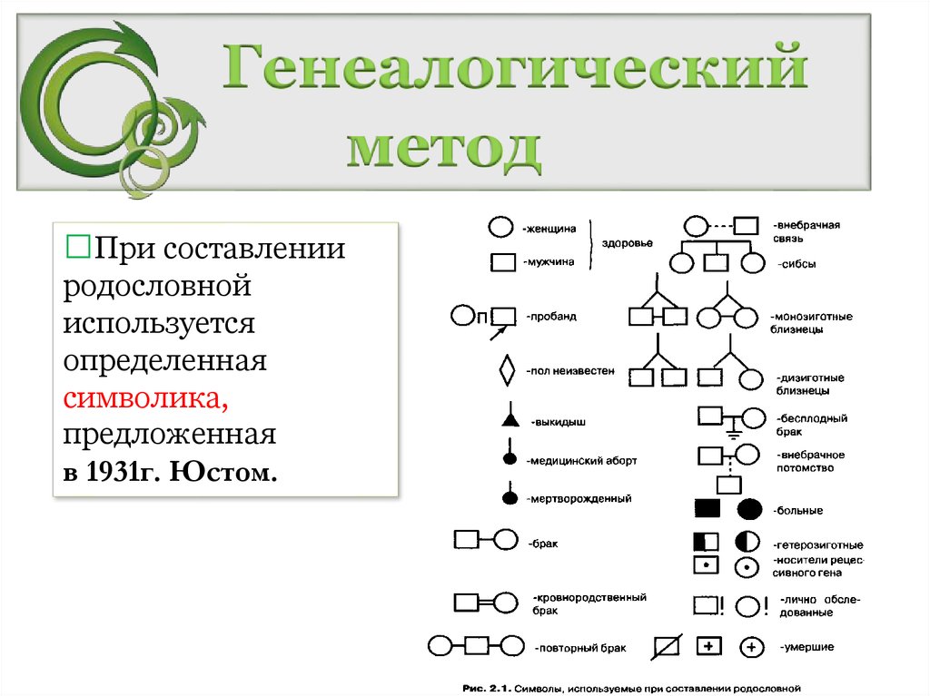 Генеалогический метод генетики человека позволяет определить