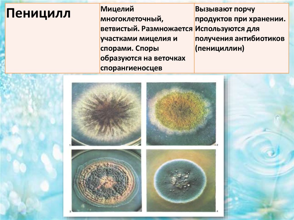 Мукор одноклеточный. Одноклеточные грибы пеницилл. Мукор пеницилл аспергилл. Плесневые грибы одноклеточные и многоклеточные. Пенициллин одноклеточный гриб.