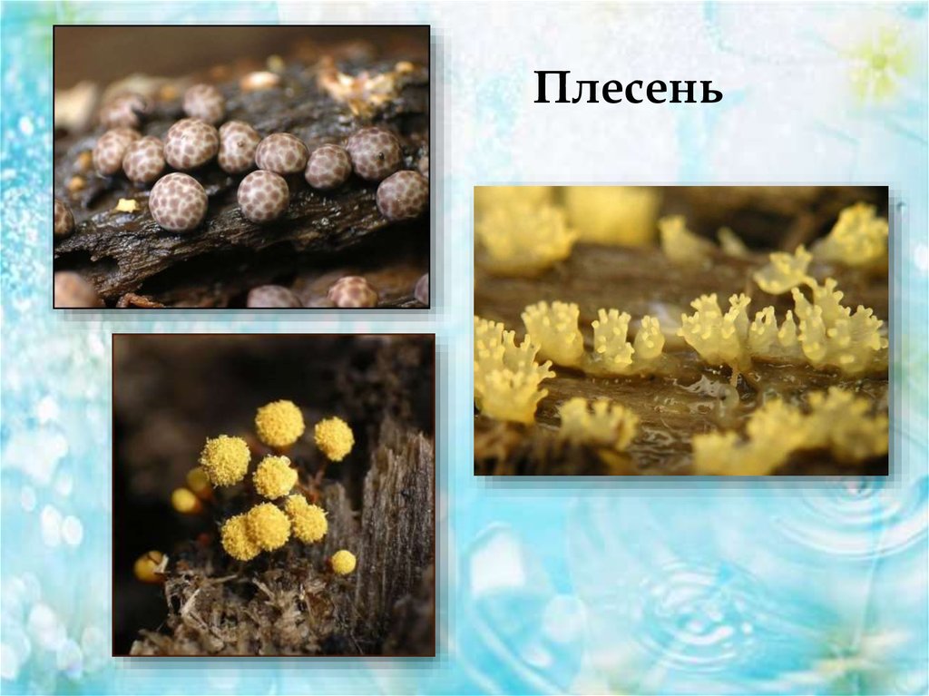 Плесневые грибы представители. Мукор и фитофтора. Плесень сумчатые грибы. Пеницилл,трутовик,мукор,дрожжи. Плесневые грибы фитофтора.