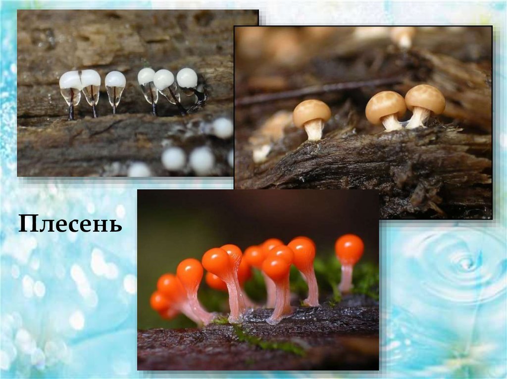 Определите плесневый гриб