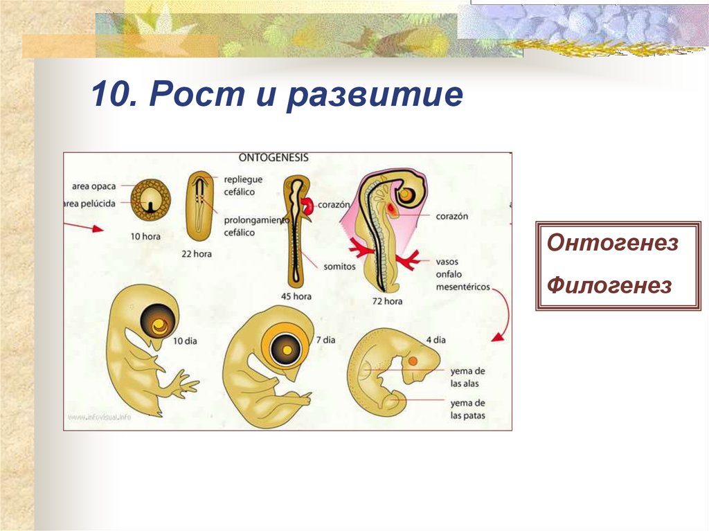 1 филогенез