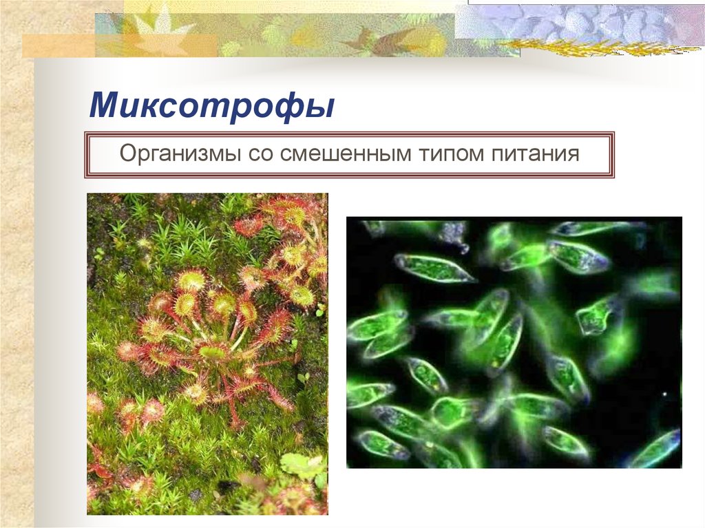Организм со смешанным типом питания. Протисты миксотрофы. Микотрофныйтип питания. Росянка миксотроф. Миксотрофный Тип.