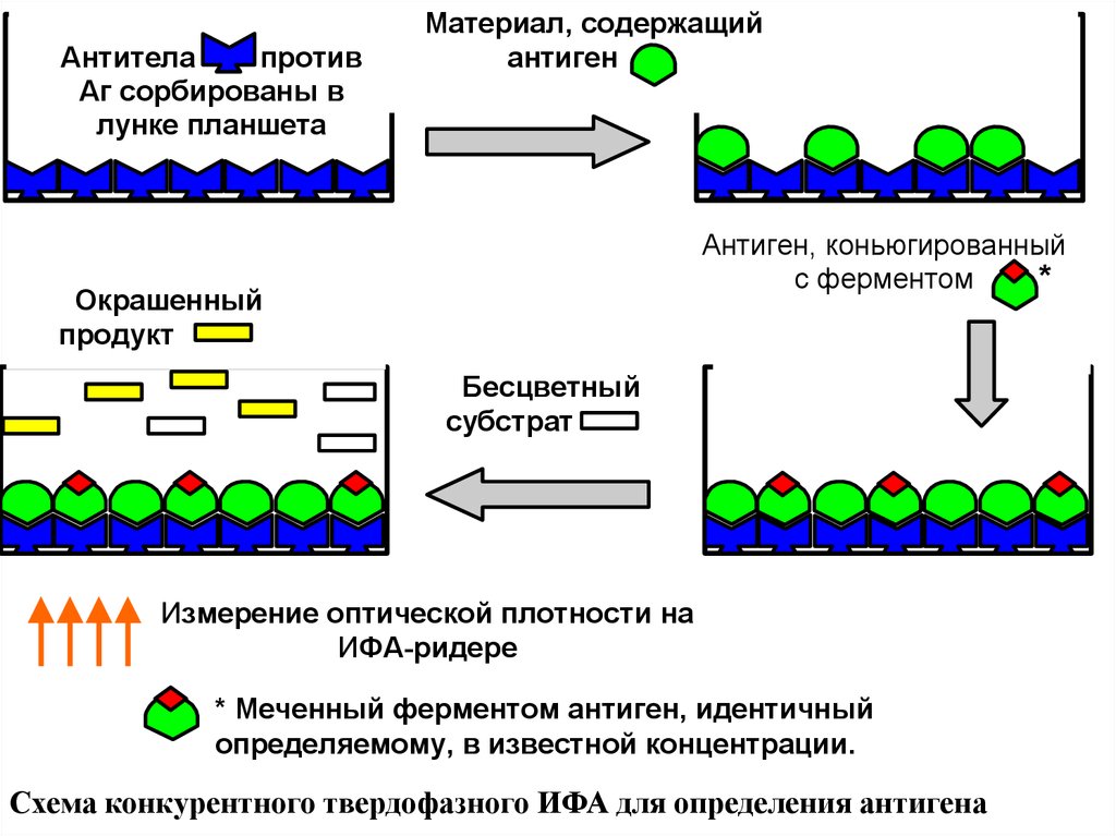 Ифа качественно что это. Метод иммуноферментного анализа (ИФА).. Метод конкурентного иммуноферментного анализа (ИФА). Схему протекания твердофазного ИФА. Твердофазный конкурентный ИФА схема.