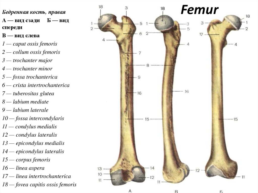 Рисунок бедренной кости. Бедренная кость анатомия. Анатомия человека кости бедренная кость. Бедренная кость строение. Бедренная кость (femur).
