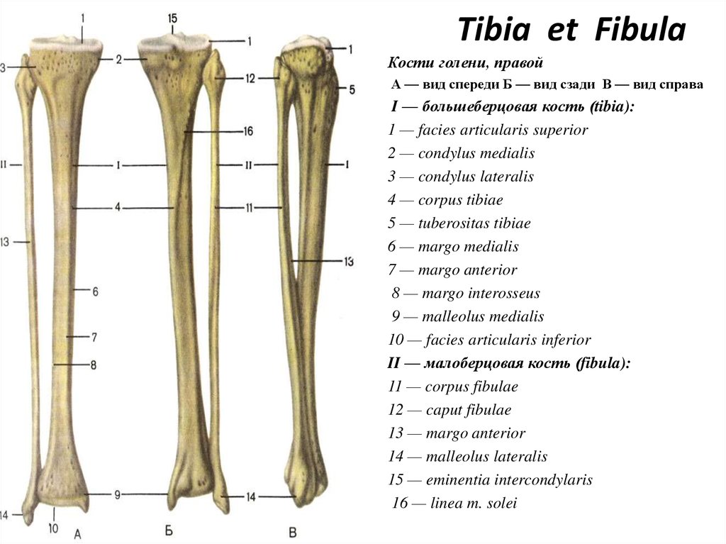 Facies medialis dentium incisivorum et caninorum