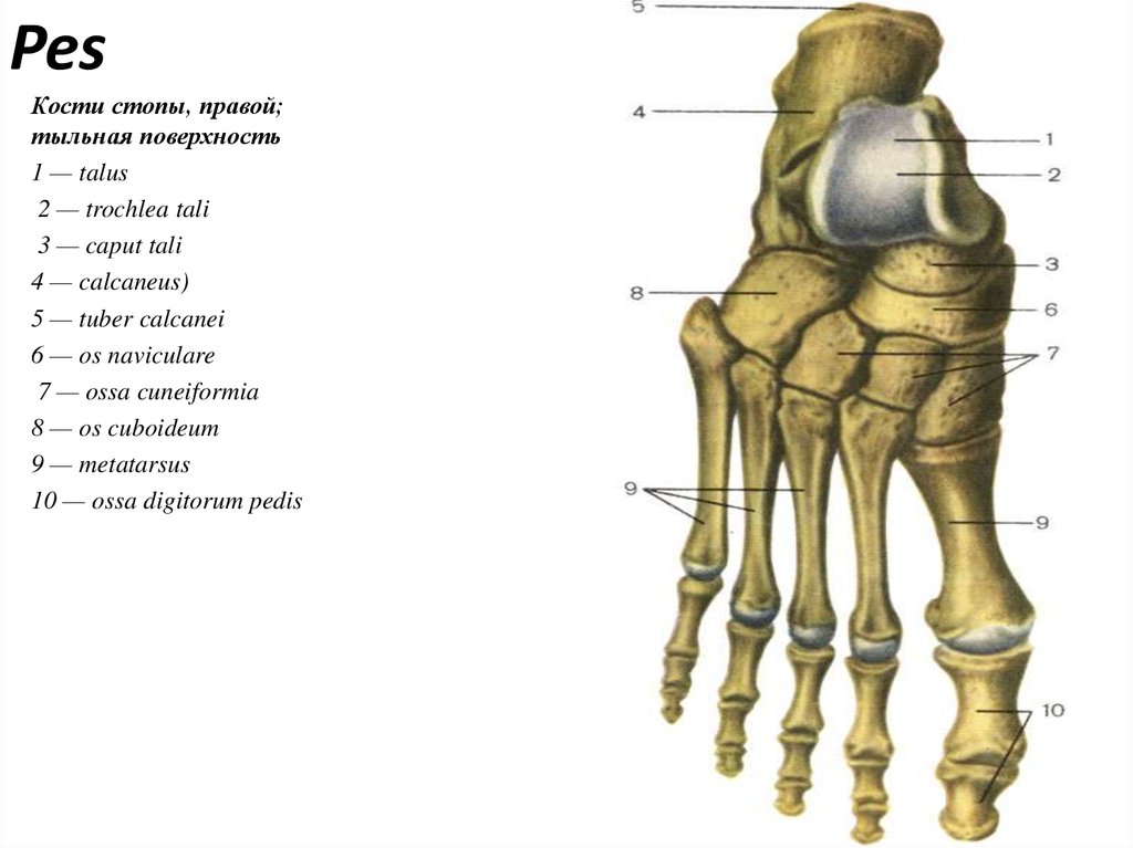 Название костей стопы человека с рисунком