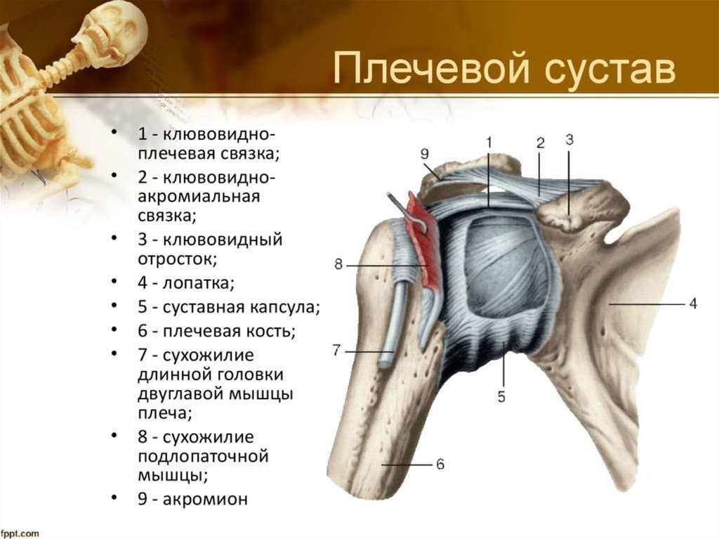 Плечевой сустав связки. Суставная капсула плечевой кости. Плечевой сустав анатомия строение кости. Связочный аппарат плечевого сустава. Связки плечевого сустава анатомия.