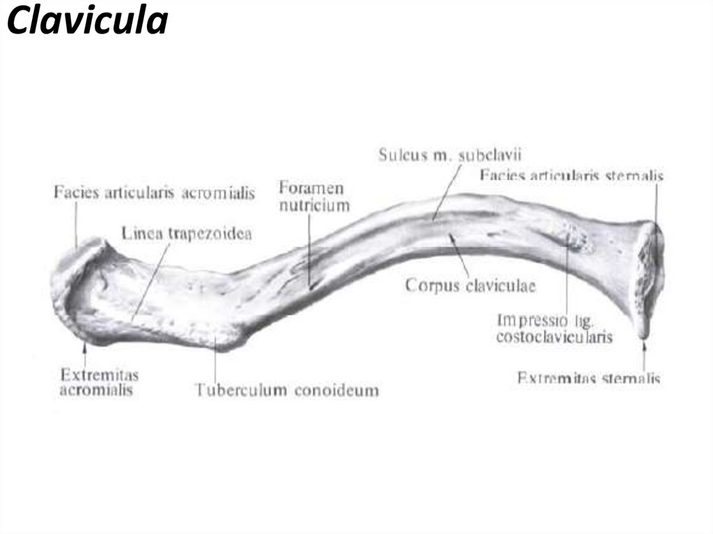 Ключица на латыни. Ключица Clavicula. Ключица анатомия латынь. Ключица строение анатомия на латыни. Ключица анатомия Синельников.