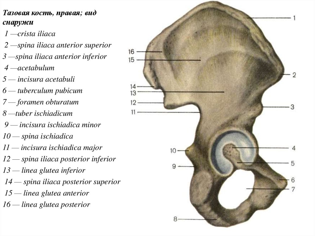 1 подвздошная кость. Кости таза анатомия подвздошная кость. Тазовая кость вид снаружи. Тазовая кость вид снаружи вид изнутри. Таз кость анатомия строение.