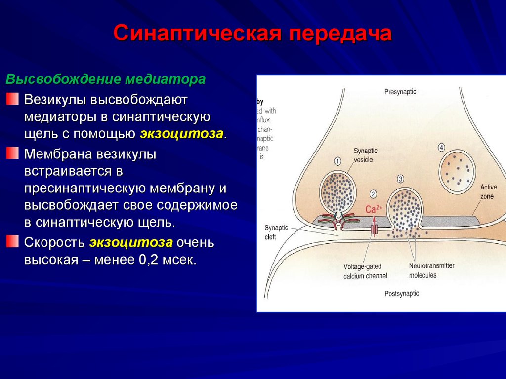 Везикула. Экзоцитоз нейромедиатора. Строение синапса везикулы. Медиаторы синаптической передачи. Синаптическая щель везикулы.